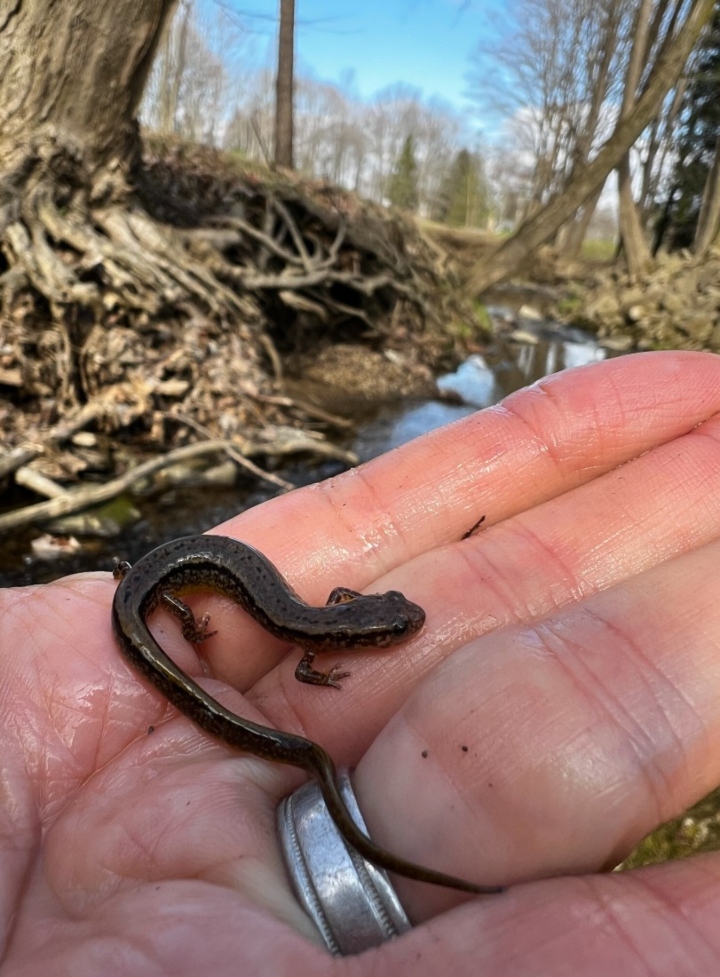Two-lined Salamander